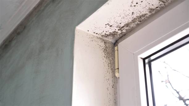 Best Mold Testing  in Yacolt, WA