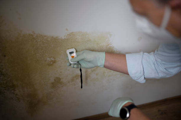 Best Mold Cleaning Services  in Yacolt, WA