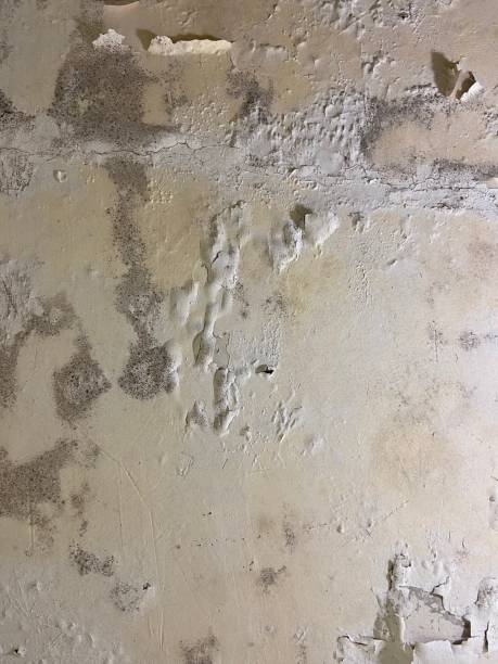  Yacolt, WA Mold Removal Pros