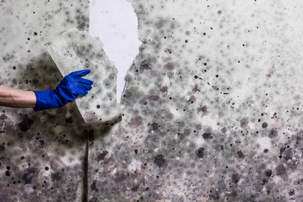 Best Fast Mold Removal  in Yacolt, WA