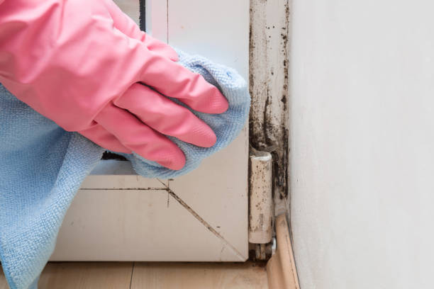 Best Mold Damage Repair  in Yacolt, WA