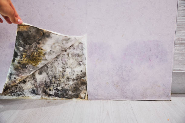 Best Commercial Mold Removal  in Yacolt, WA